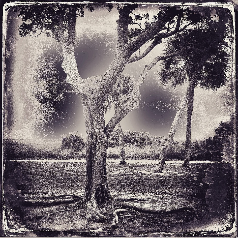 Solar Trees