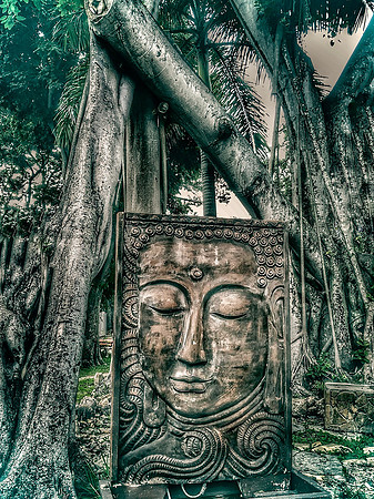 Buddha Amongst the Banyan Trees