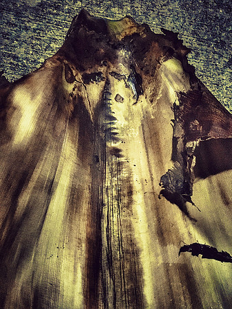 I've Just Seen A Face Series (Natural markings on palm tree husk) “The Shaman”