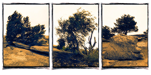 Poet Trees