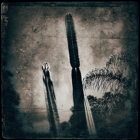 Cacti