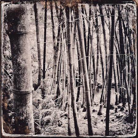 Into The Bamboo Forest