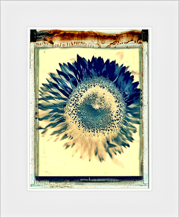 Sunflower ~ Tribe Heliantheae